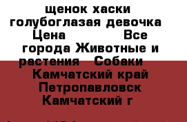 щенок хаски  голубоглазая девочка › Цена ­ 12 000 - Все города Животные и растения » Собаки   . Камчатский край,Петропавловск-Камчатский г.